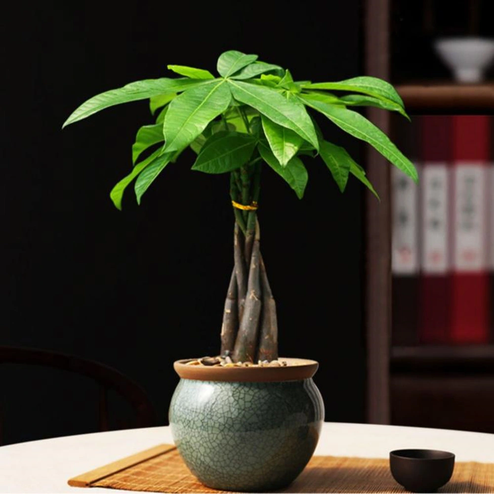 35 cm planta de árvore de cinco tranças de dinheiro Interior pequena Pachira macrocarpa Home Decoração