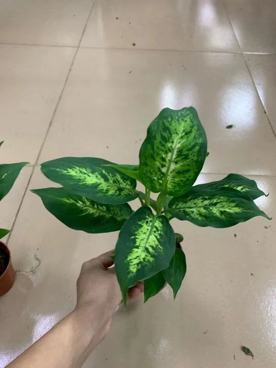 Banheira de venda plantas Real Dieffenbachia