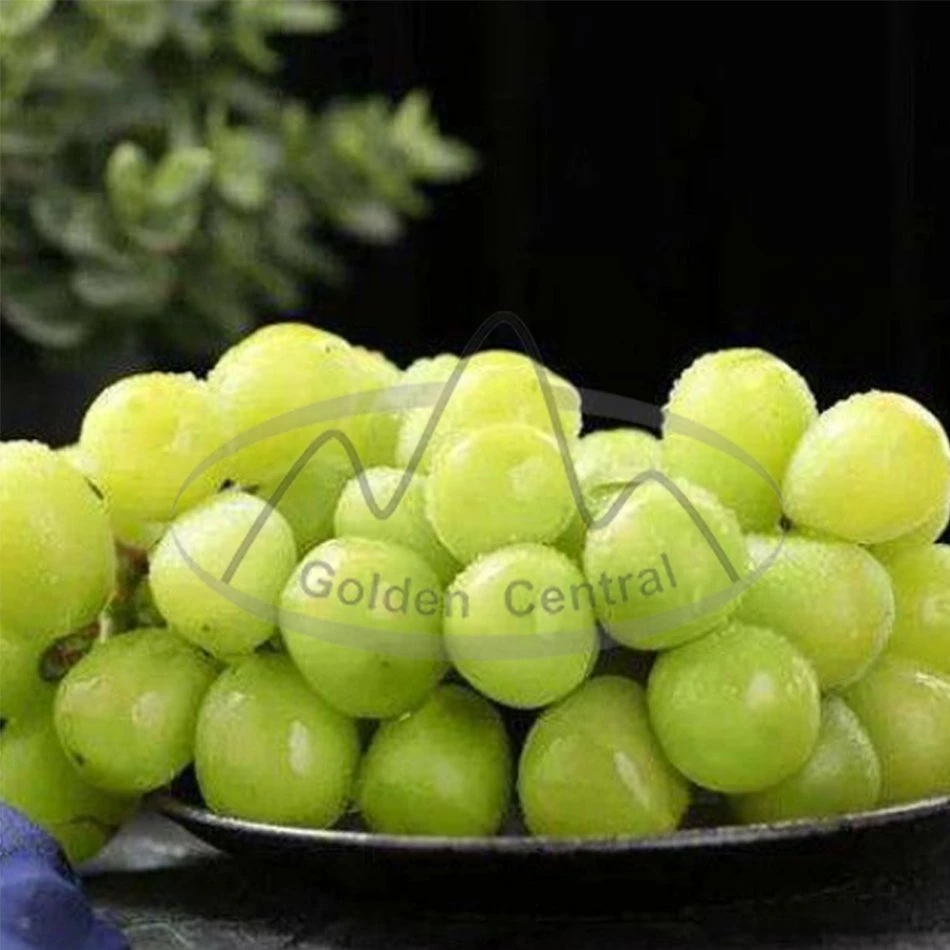 Top Grade Fresh Sweet Juicy Shine Muscat Green Grape