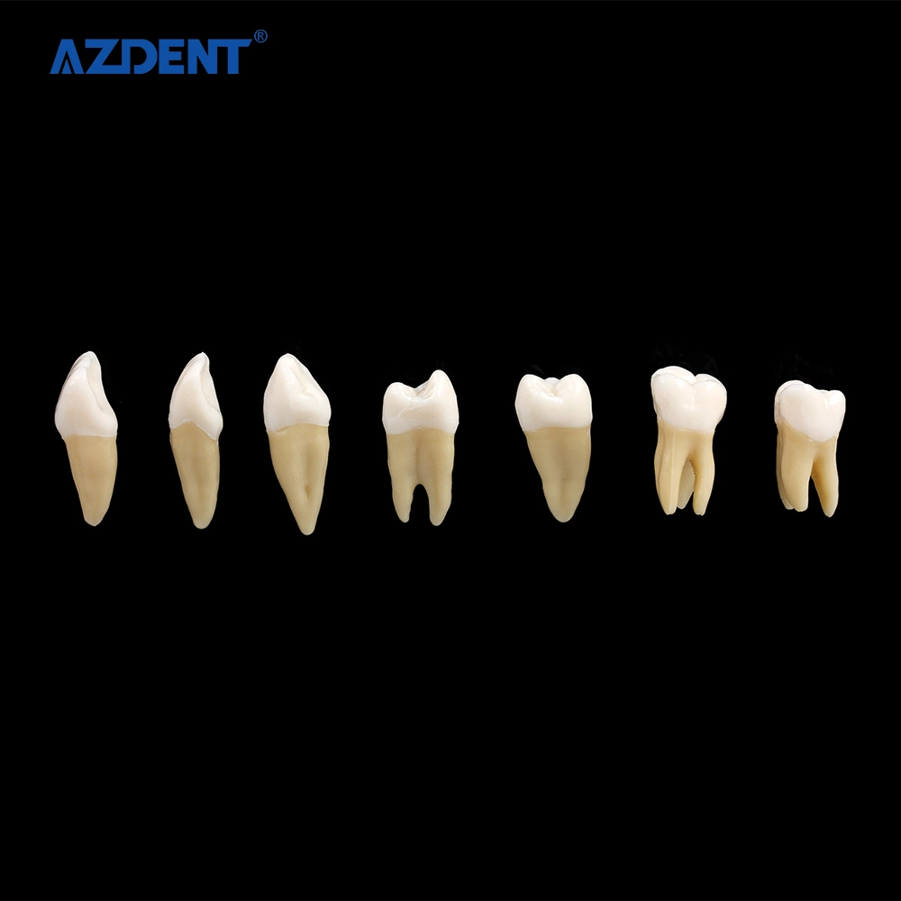 Großhandel/Lieferantspreis 1: 1 Größe Harz Dental Permanent Zähne Modell 28PS / Kit