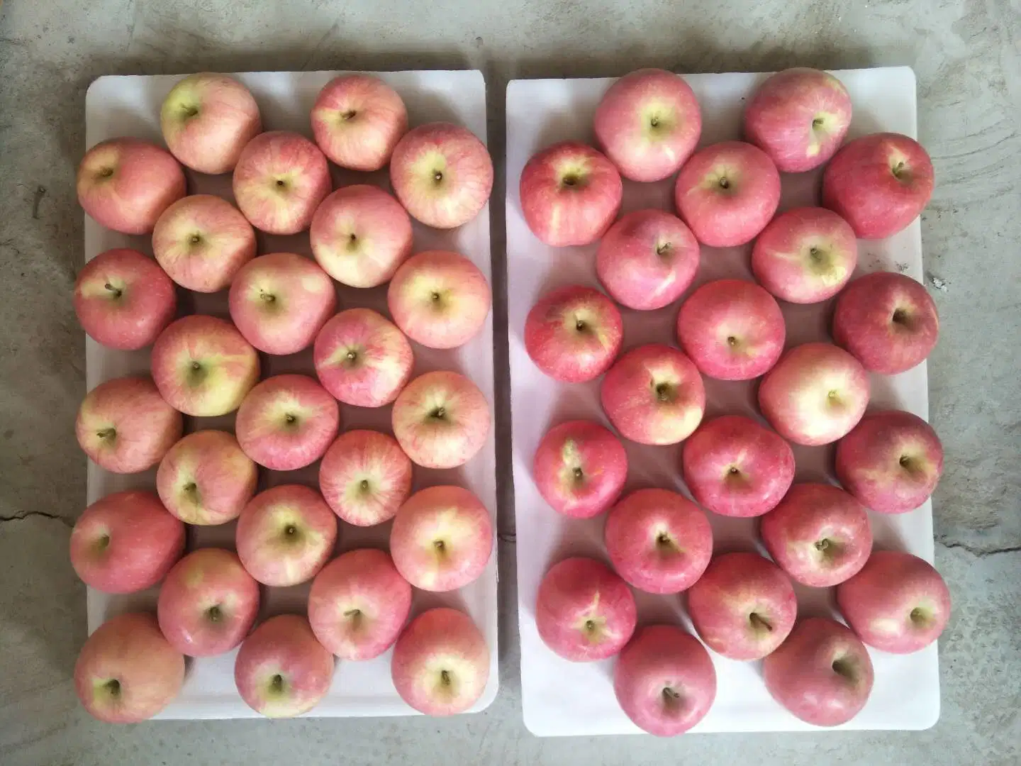 La Chine Des fruits frais Red Fuji Apple