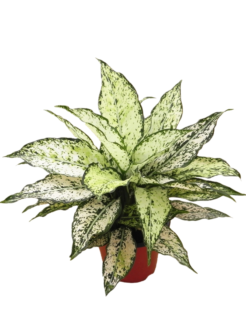 Aglaonema Thai copos de nieve en vivo Natural y plantas de interior plantas