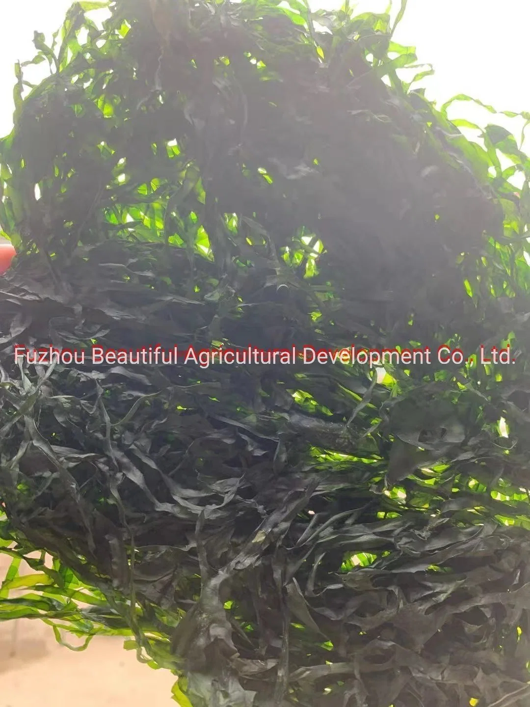2022 New Crops 10kg Machine Dried Sea Kelp for Seaweed Salad