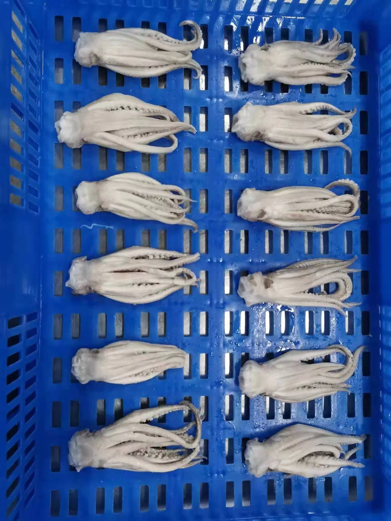 Fruits de mer congelés calamar Illex Squid/Pota Tentacle
