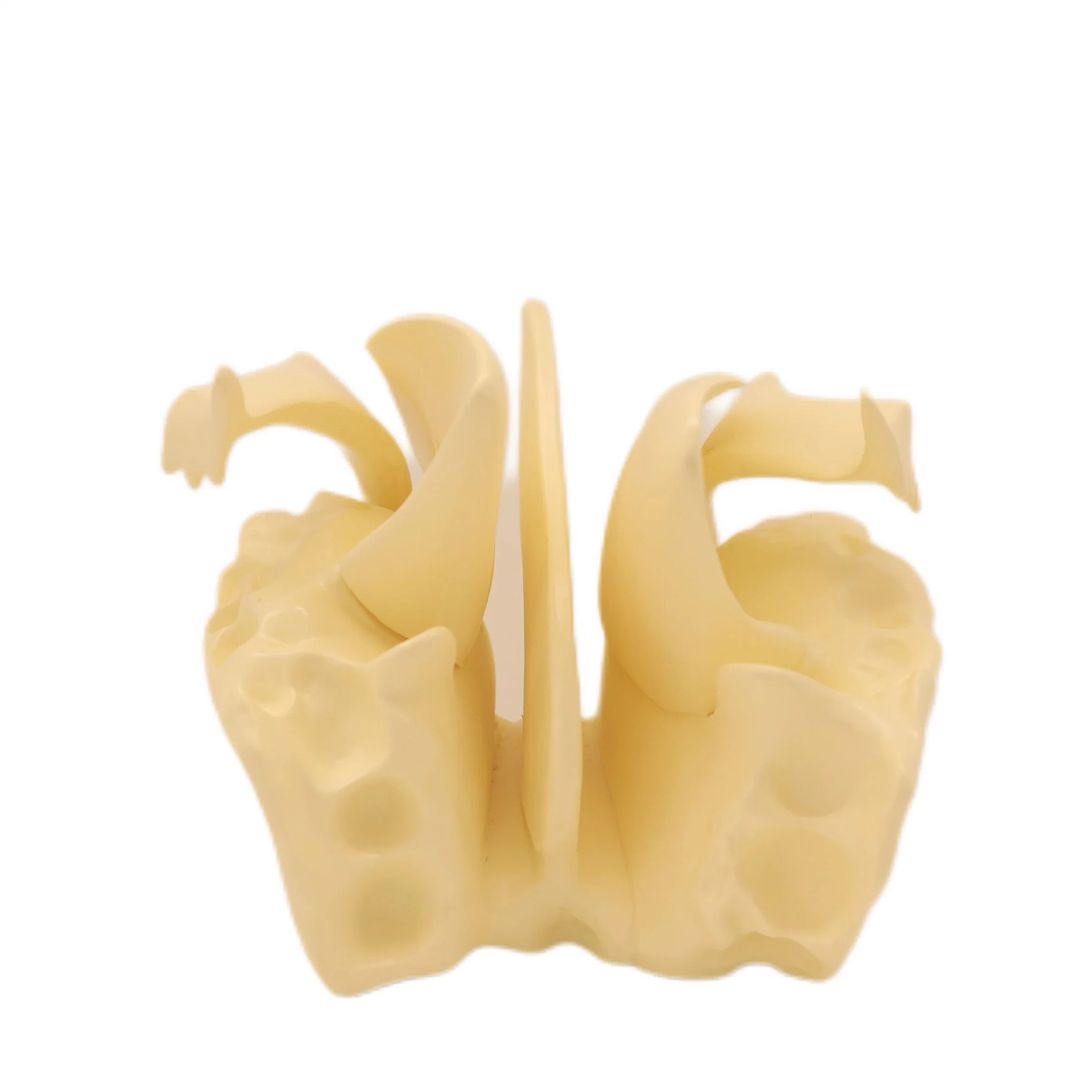 Lab Biological Teaching Models Expansion Model of Ethmoid Bone Skeleton Model