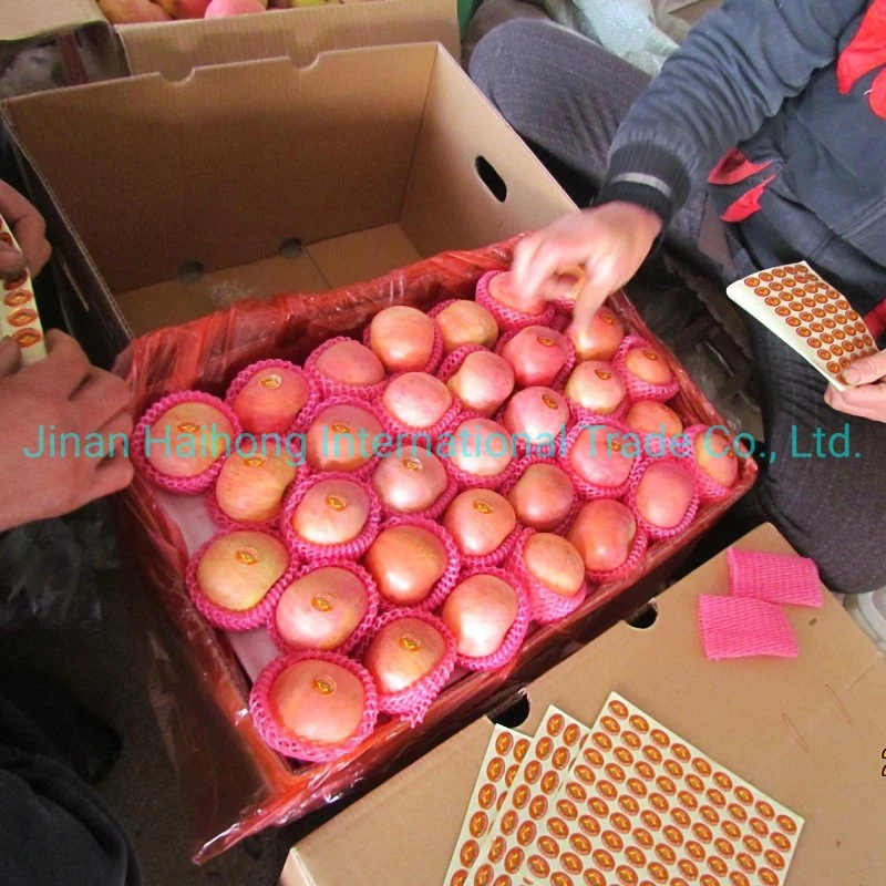 Chinese Fruit Good Quality Wholesale Fresh FUJI Apple