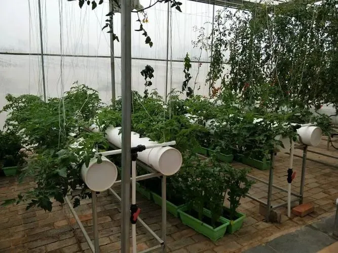 Agriculture Film Sheet Greenhouse with Advanced Hydroponic System