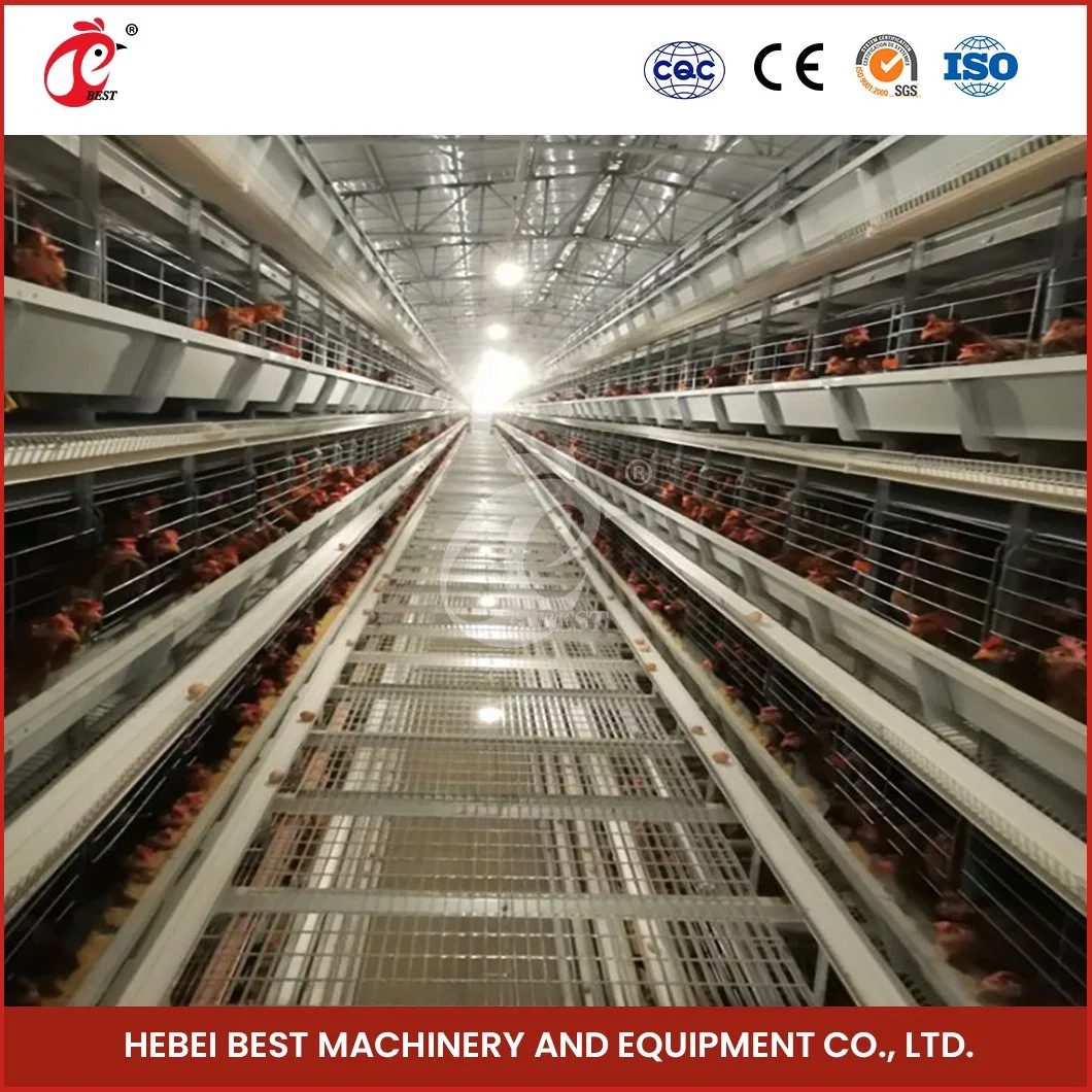 Bestchickencage H Type Breeder Cage Layer Cage China Chicken Layer Cage Manure Cleaning Supplier Custom Easy Assemble Feature Cage Free Chicken Egg Farm