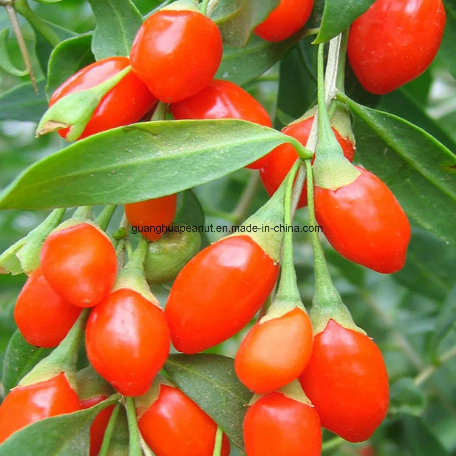 Bayas de Goji seco con alta calidad procedentes de China