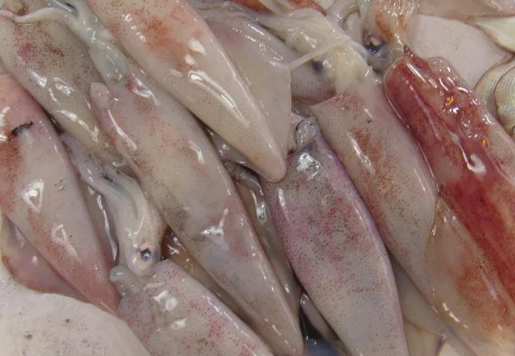 Congelés Vetetable Iiiex Calmar géant avec chaîne de la santé de haute qualité des fruits de mer produit Lllex Calmar géant japonais Squid