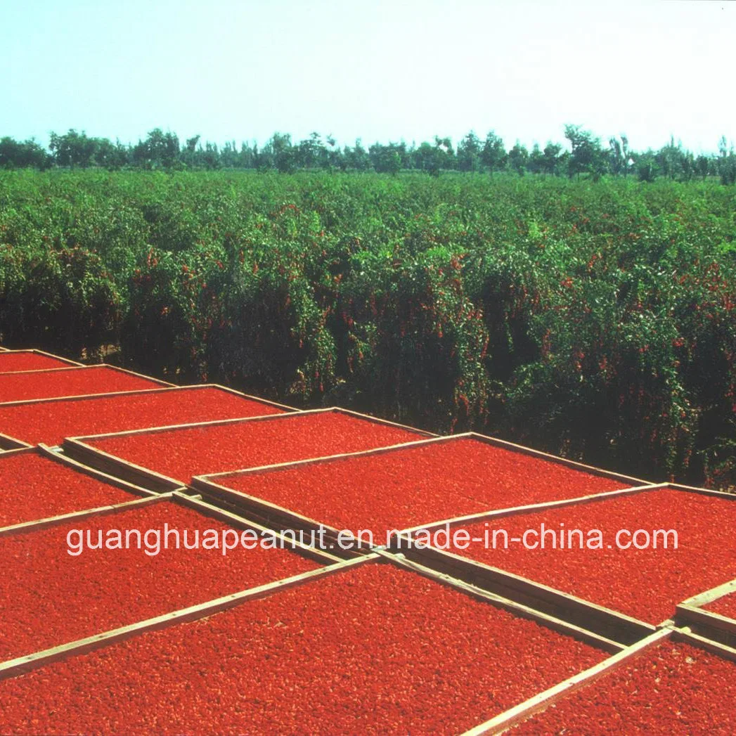 Best Quality Dried Organic Wolf Berry Goji Berry From China