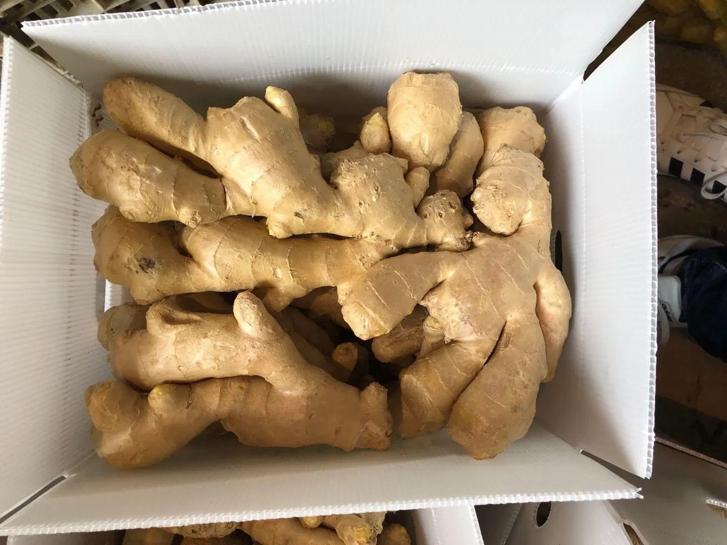 Chinese Mature Importer of Fresh Vegetables Air Dried Ginger for EU Market