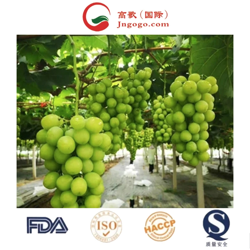 High Sweet Fresh Shine Muscat Grapes Natural Seedless Green Grapes