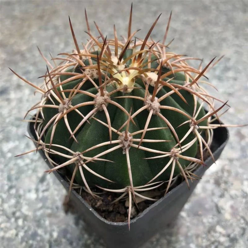 Mayorista de Dudu Cool Cactus Melocactus Boehm Cirrus viven naturales Las plantas suculentas