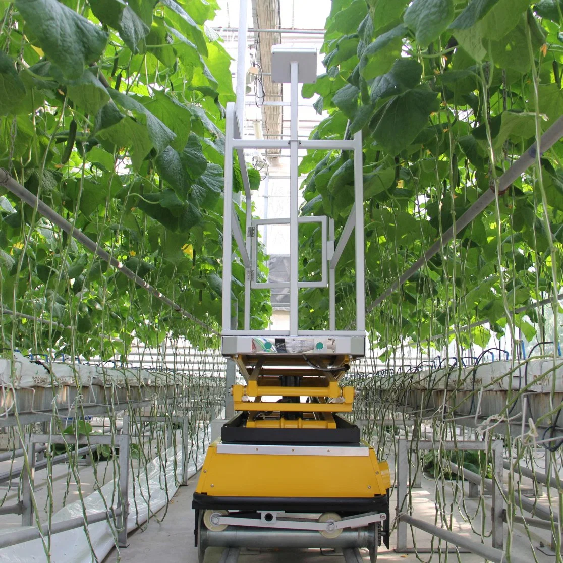 Estilos de tabela de elevador de tesoura especializado em estufa a plataforma/carrinho Carrinho para colheita de frutos da Posição Alta