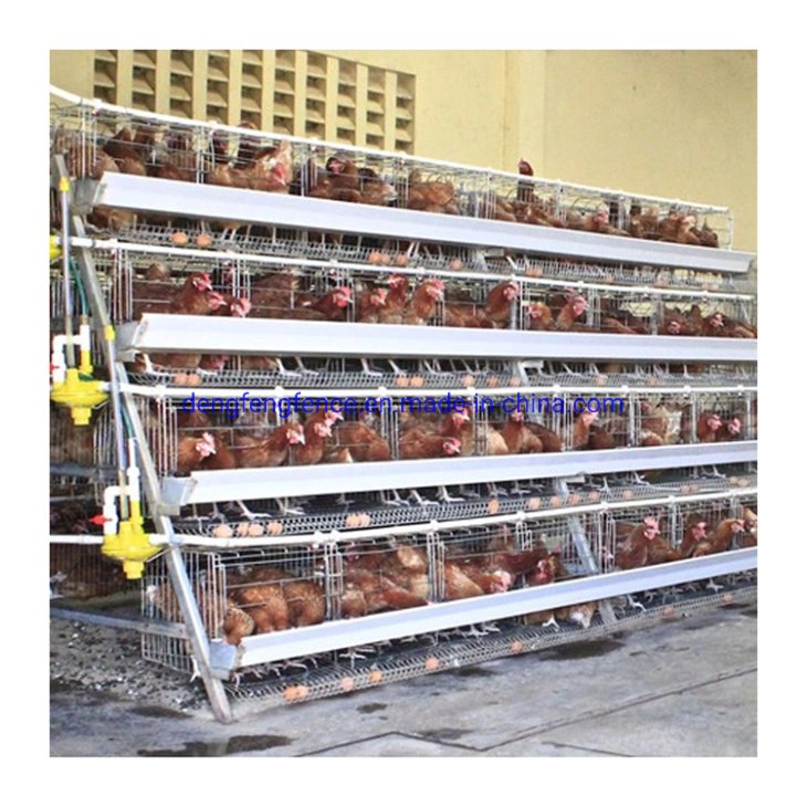 Poultry Farming Equipment a Type Layer Chicken Cage with Automatic System