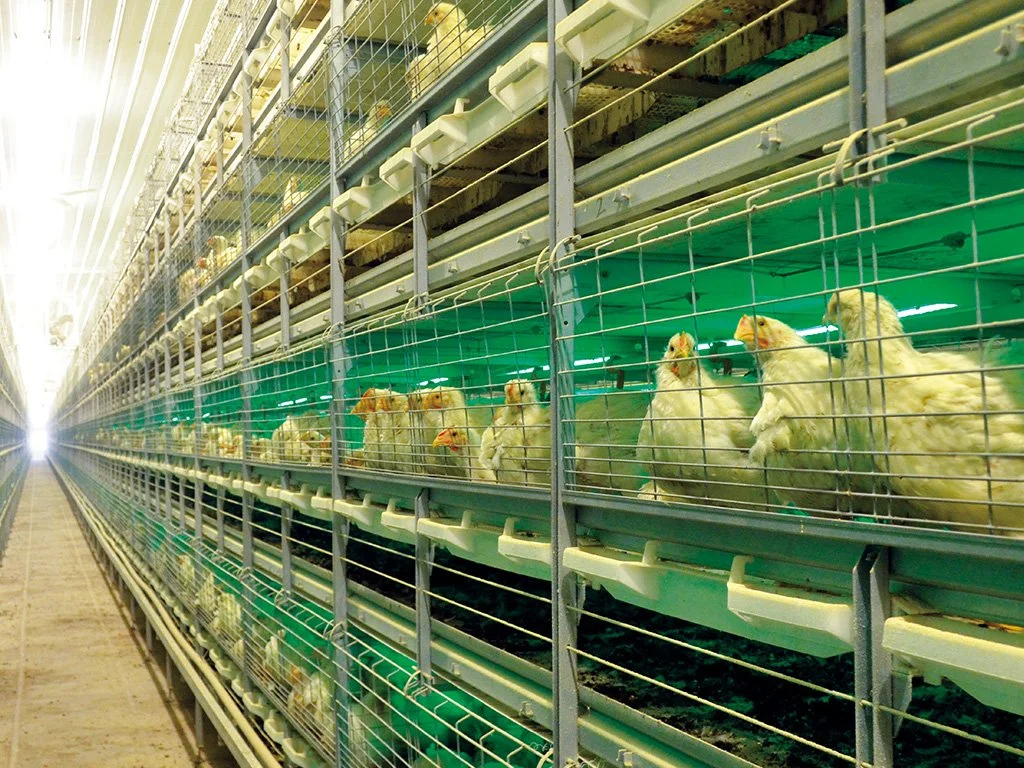 Ferme avicole de la couche de poulet Coop Niveaux des cages en batterie pour l'élevage du poulet de l'oeuf