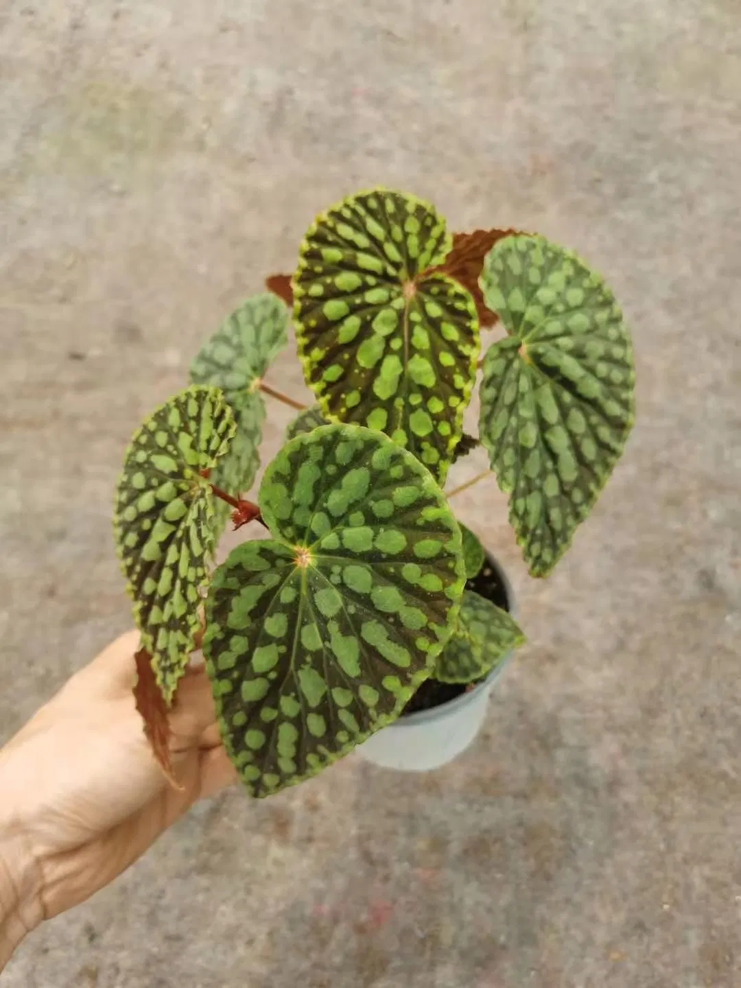 Lebende Pflanzen Begonia Grandis Bonsai