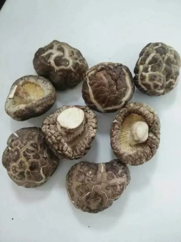 Dehydrated Tea Flower Mushroom Dried Lentinus Edodes 4-6cm