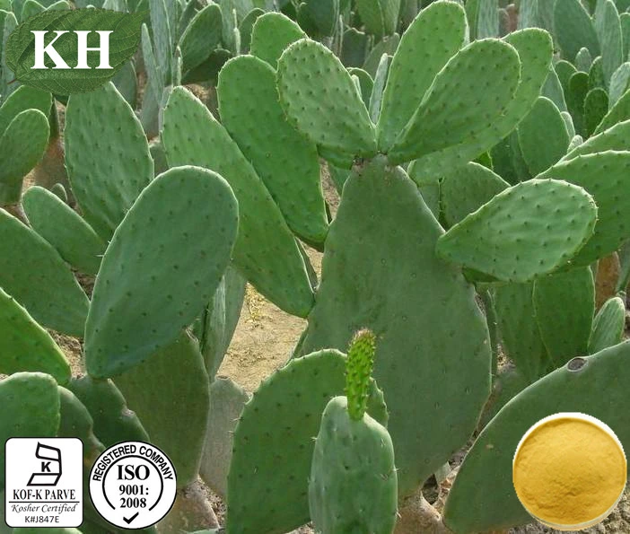 Diabetes Treatment Natural Cactus Extract