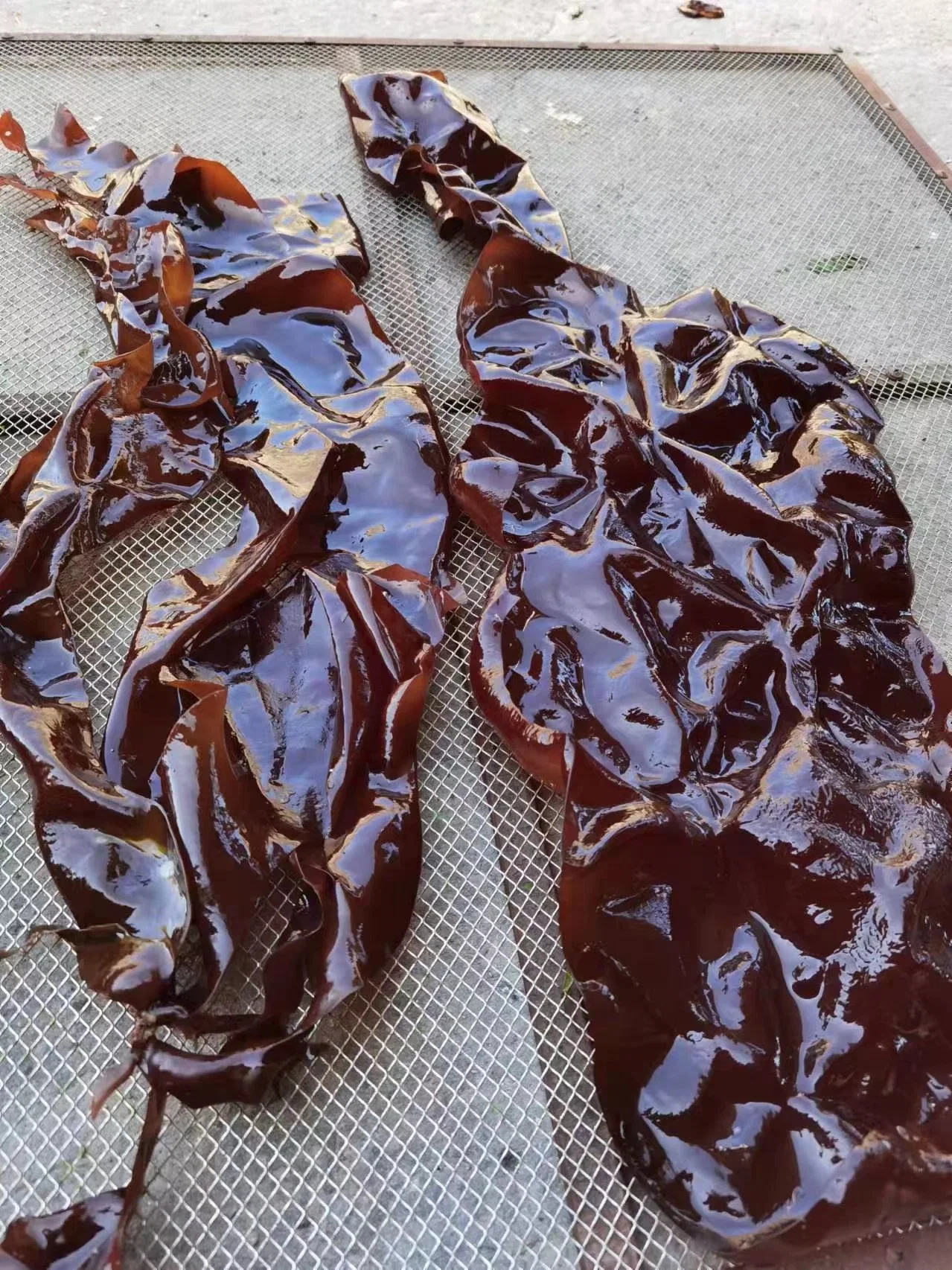 Dulse hojuelas desecadas Mar salvaje vegetal por algas hola