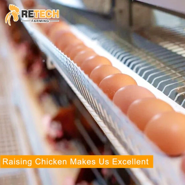 Popular H Type Layer Chicken Poultry Equipment for Sale