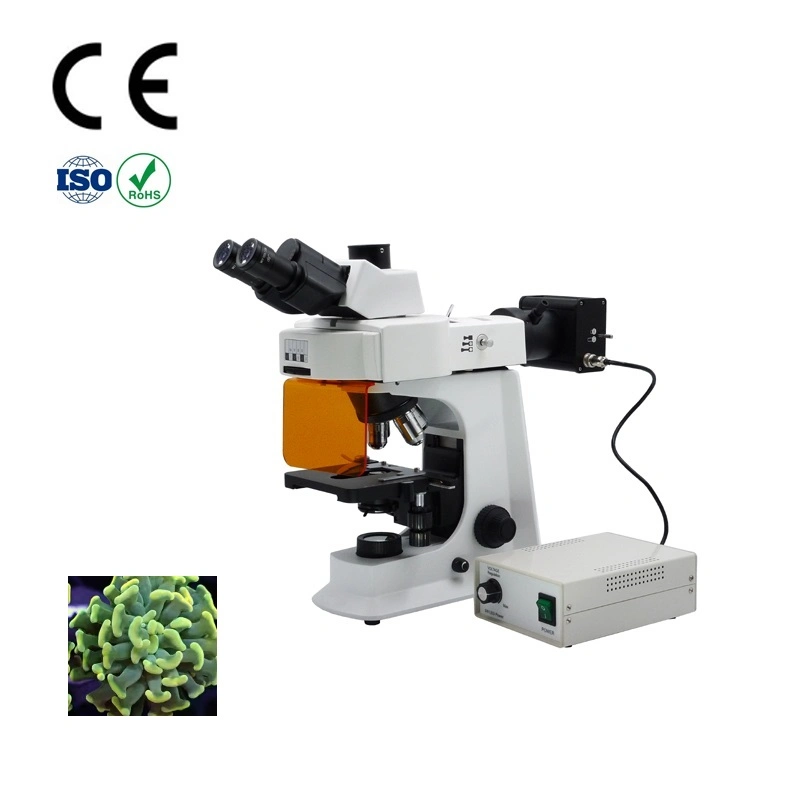 Buy Cheap Fluorescence Microscope in Original Factory