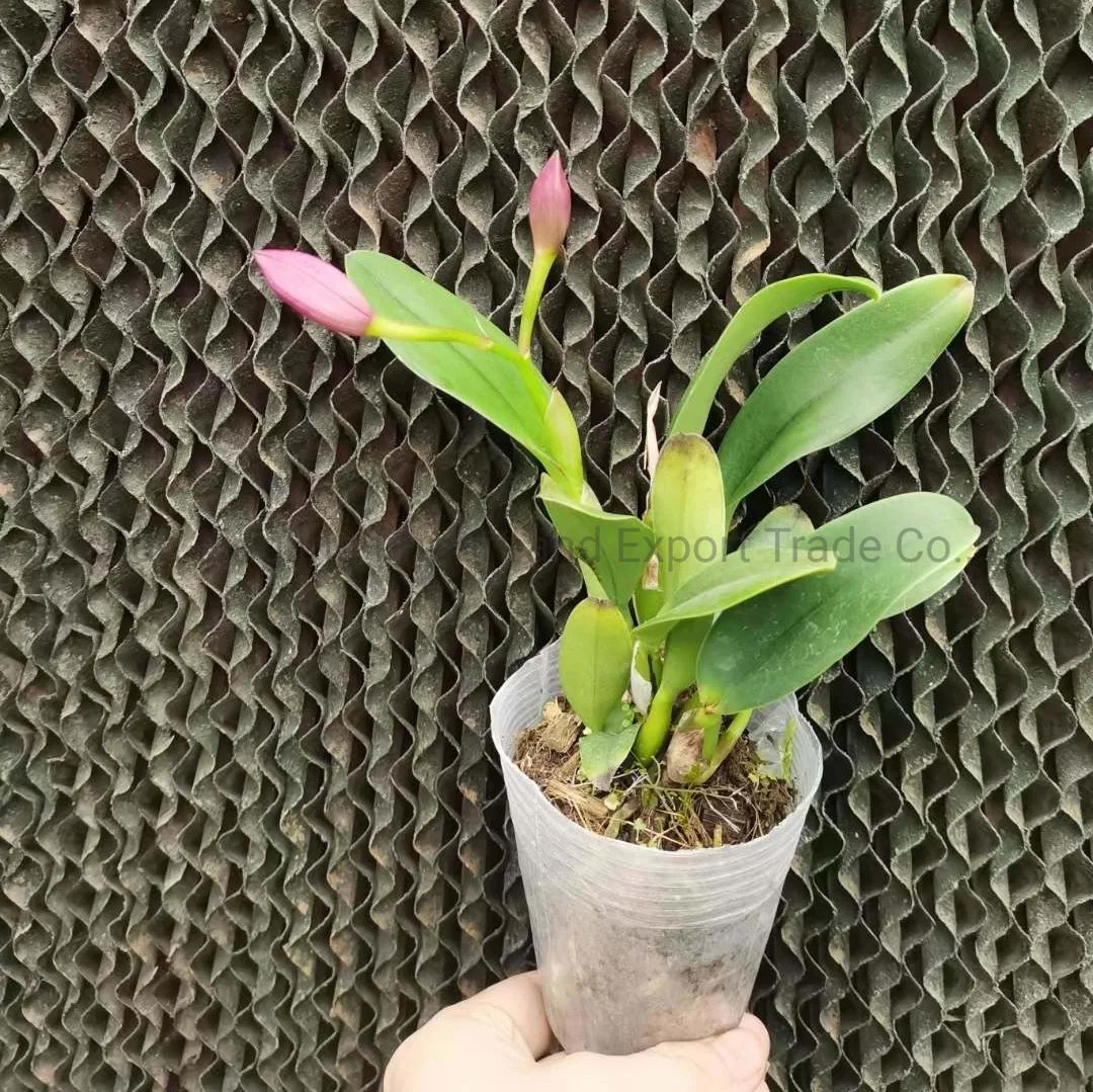 Cattleya Phalaenopsis Live Plant Indoor Plants Wedding Flower for Home Decoration