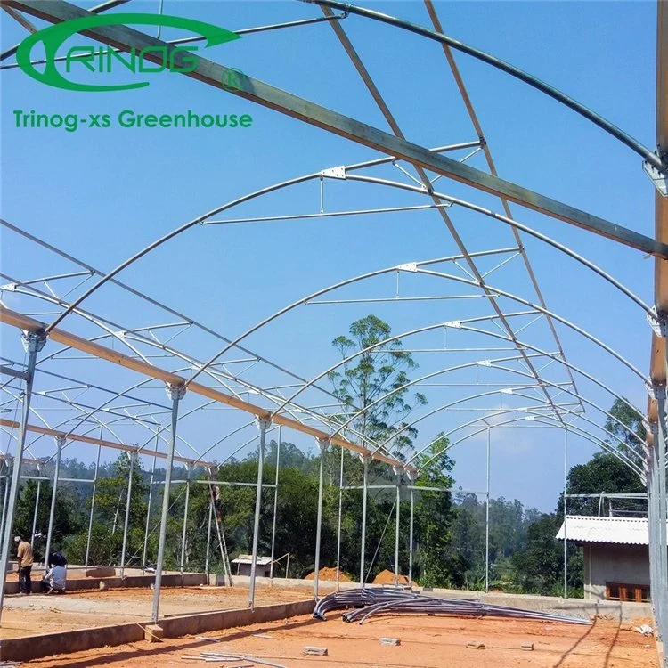Commercial Big Size Galvanized Steel Pipe Agricultural Multi-Span Cultivation Hydroponics System Film Greenhouse for Flower/Vegetable