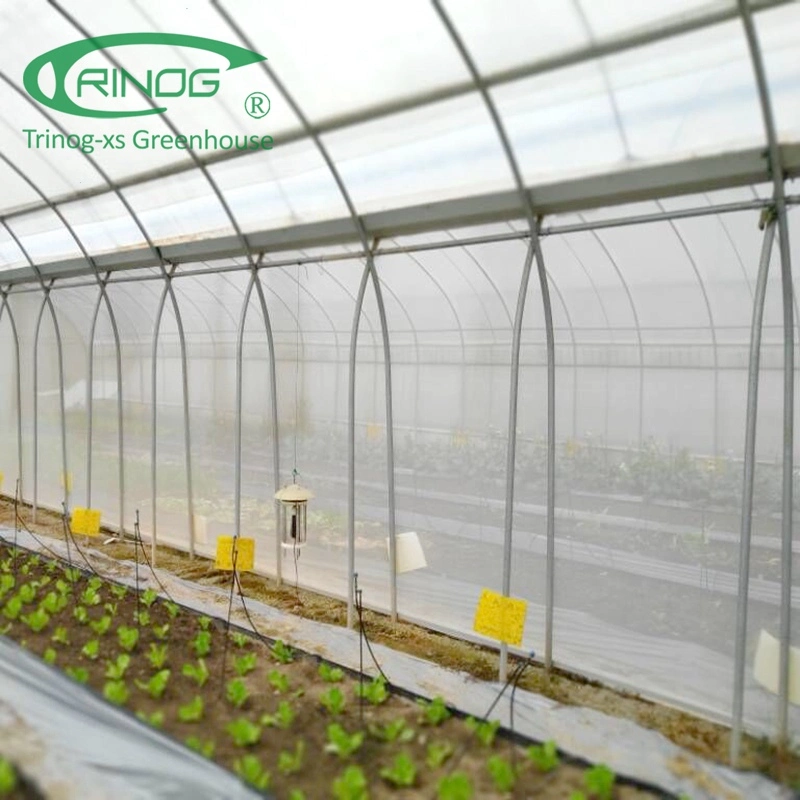 Low cost plastic film high tunnel greenhouses for hydroponics tomato