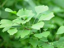 Armazenamento em Massa Extrato de Ginkgo Biloba para proteger a saúde dos vasos sanguíneos