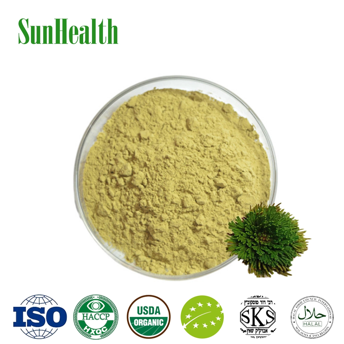 100% Amentaflavone herbal 20% cas 1617-53-4/Selaginella Tamaricina extrait