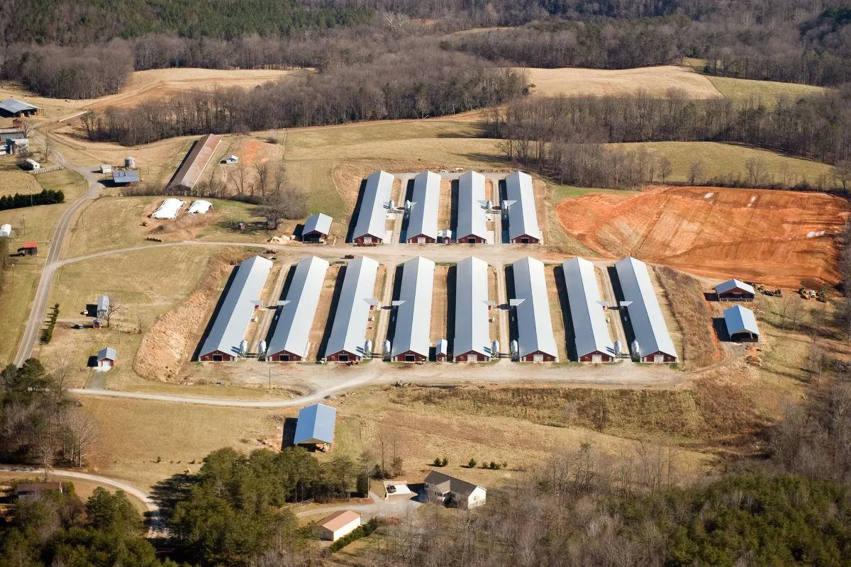 Single Steel Sheet Structure Farm Free Range Galvanized Chicken Poultry House