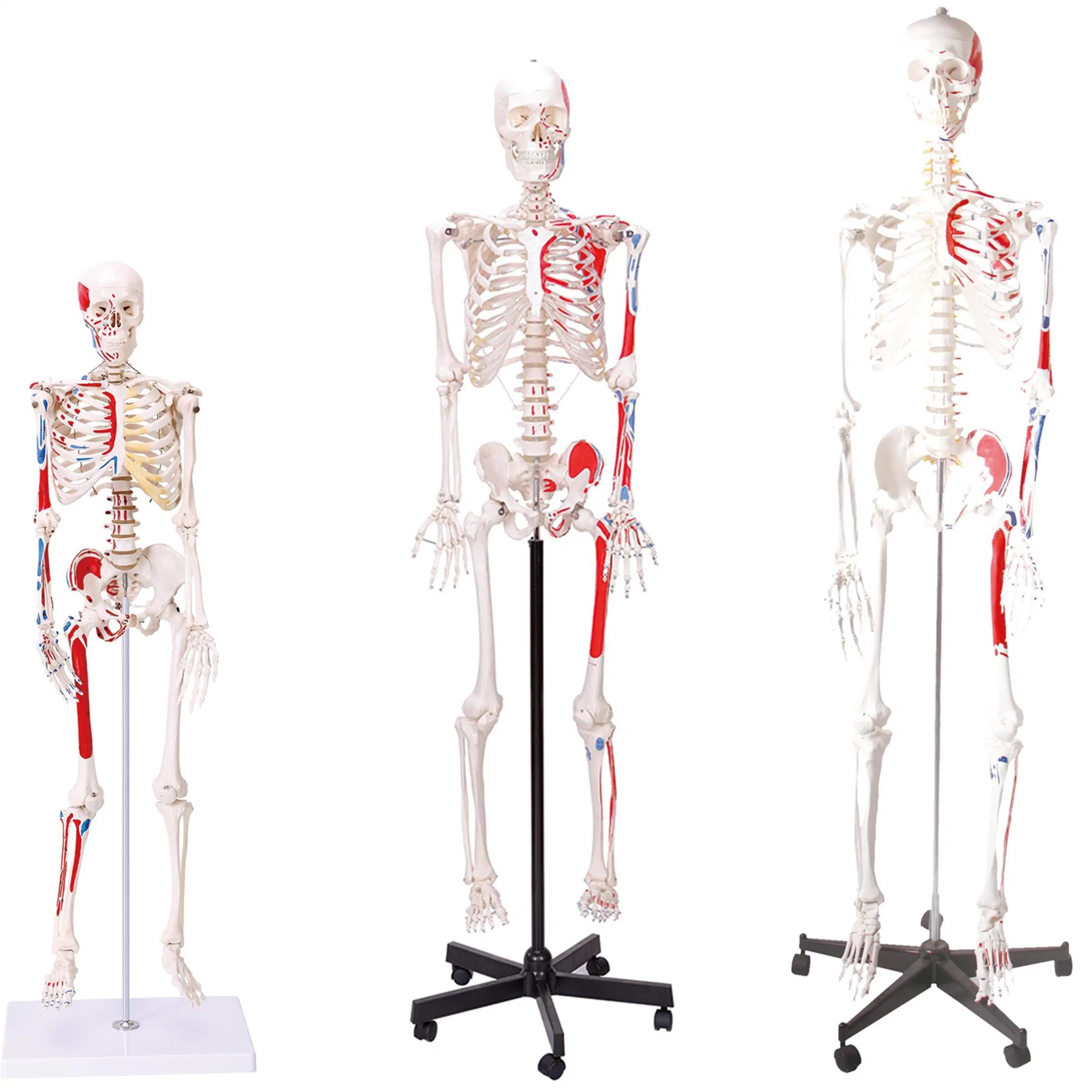 Modèles d'enseignement de laboratoire squelette humain de 85cm avec artères principales et Nerfs spinaux