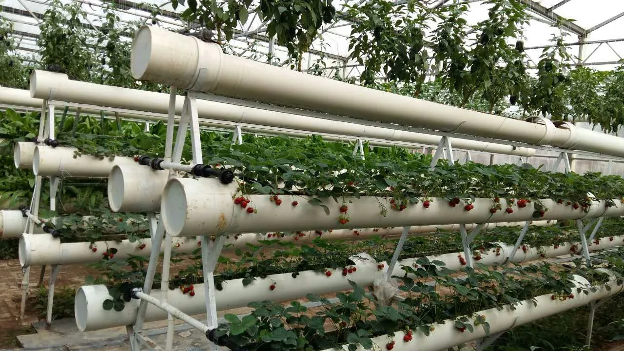 Large Automatic Intelligent Agricultural Serre Glass Green House with Soilless Culture Hydroponic Drip Irrigation System