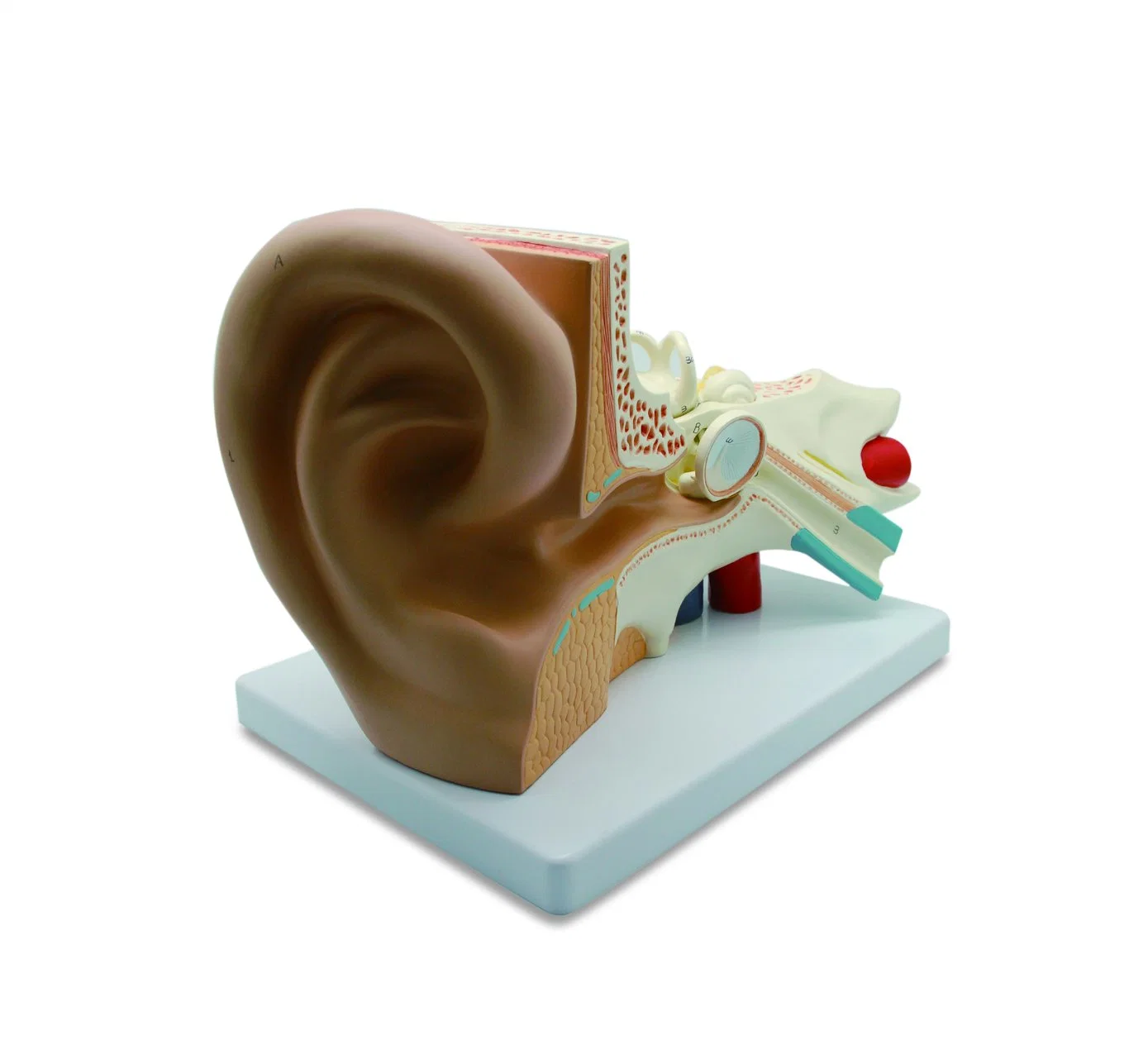 Medical Anatomical Plastic Inner Ear Model