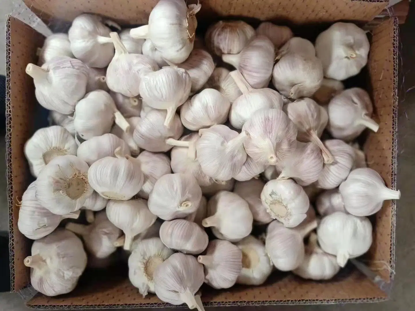 China Normal fresco de exportación de ajo blanco puro con bolsa de embalaje de cartón/.