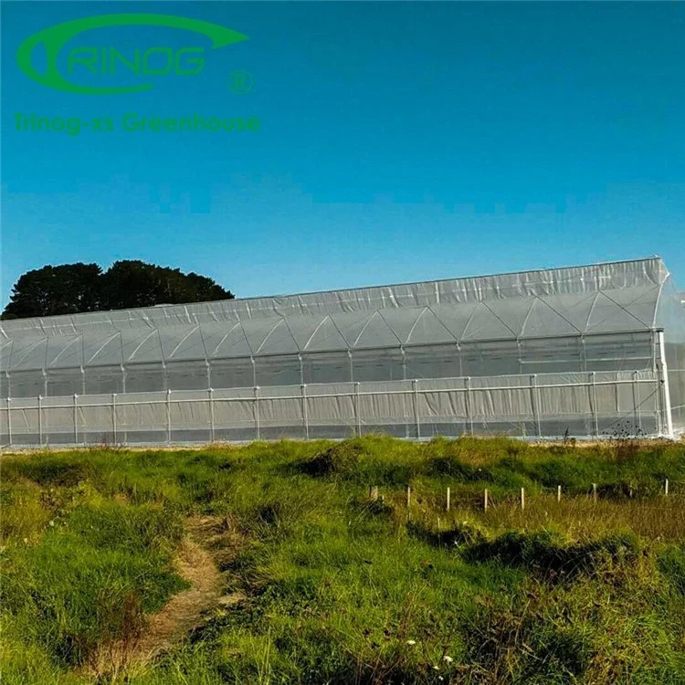 Agricultural Durable Smart Multi-span Cultivation Hydroponics System Film Greenhouse with Galvanized Coated