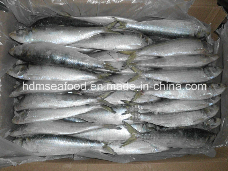 Новые предстоящие свежих замороженных морепродуктов Sardine рыб 90-100