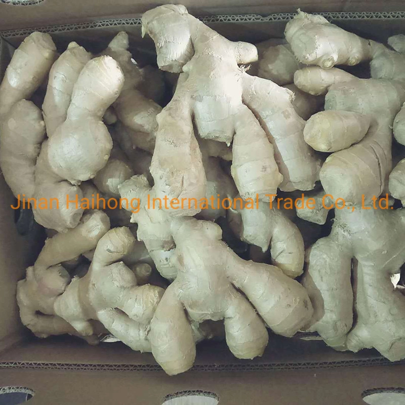 Supply Fresh Newest Crop 2019 Agriculture Factory Direct Sale Dry Competitive Price Ginger