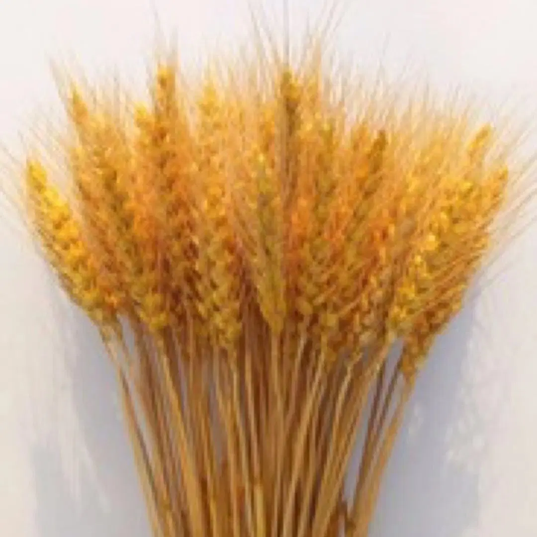 Home and Wedding Decoration Dried Natural Wheat Wholesale/Supplier Flower