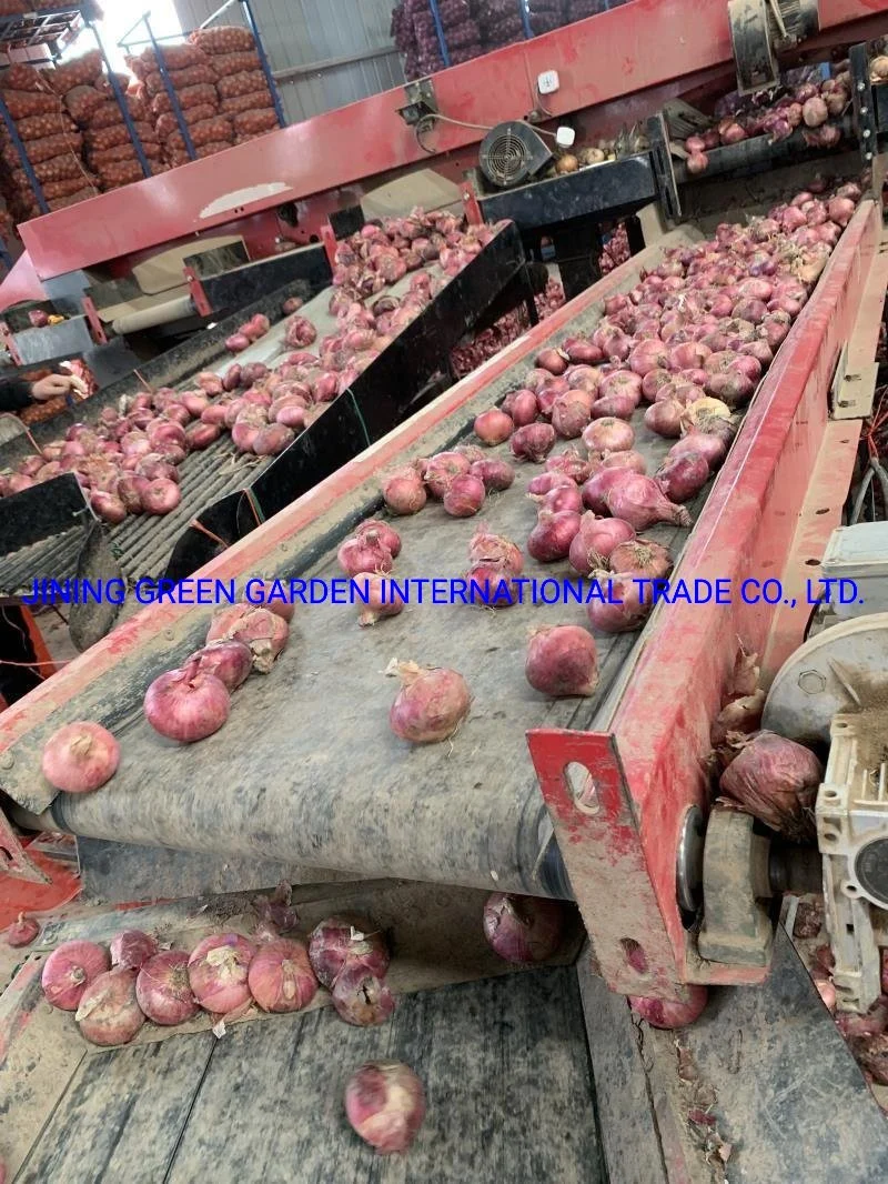 3-5, 5-8cm Onion Bulb Fresh Red Onion From China Top Quality Cheap Price Big Quantity Pack in Mesh Bag, Crop Red Onion Good Quality Good Supplier Good Service