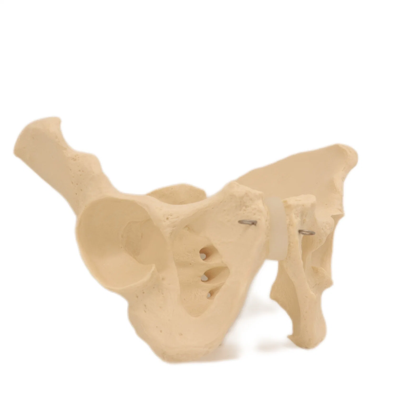 Discount Price PVC Humam Anatomical Model Woman Pelvis