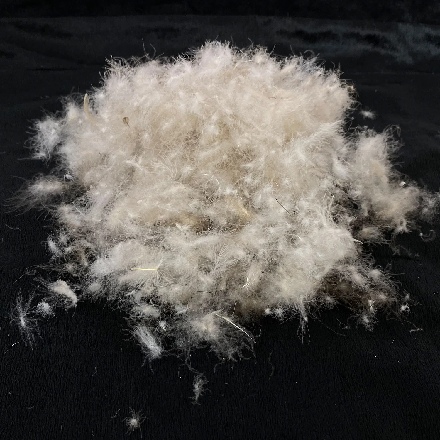 Wholesales Customized 90% 80% 70% 60% 50% White Grey Duck Down Feather for Bedding