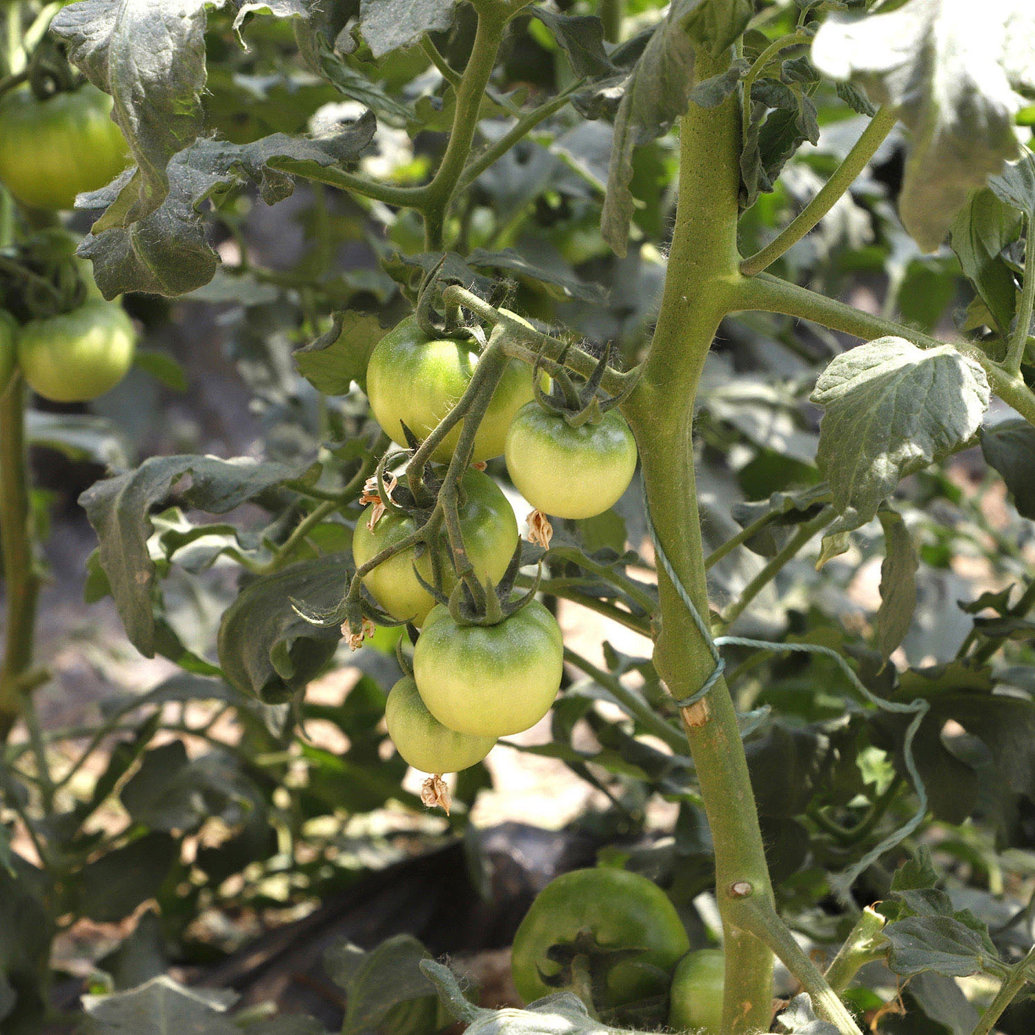 Prefabricated Solar Greenhouse with Automatic Control Equipment for Modern Agriculture