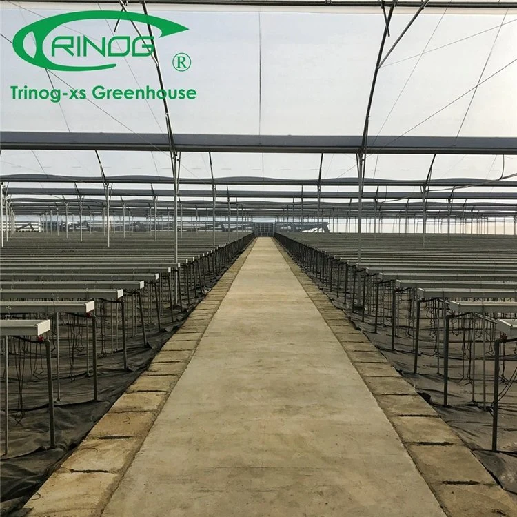 Low Price Hot Selling Agricultural Commercial Film Greenhouse with Strong Structure