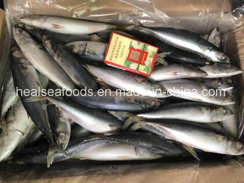 Good Quality of Frozen Pacific Mackerel