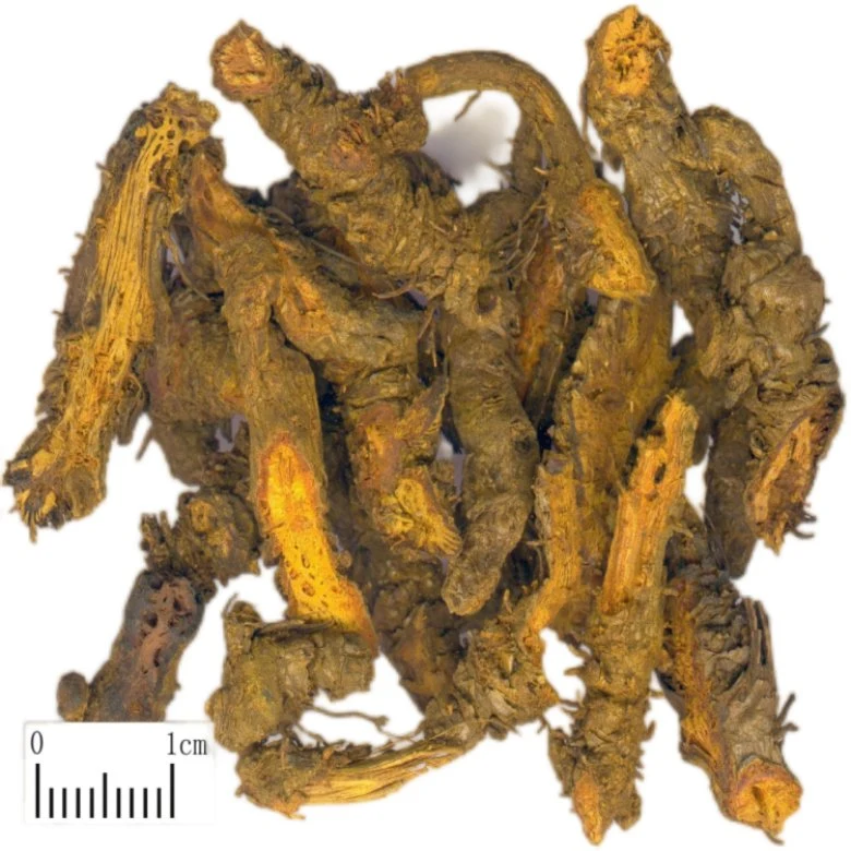 La medicina herbaria china Goldthread secos Coptis Rhizoma Coptidis Slice