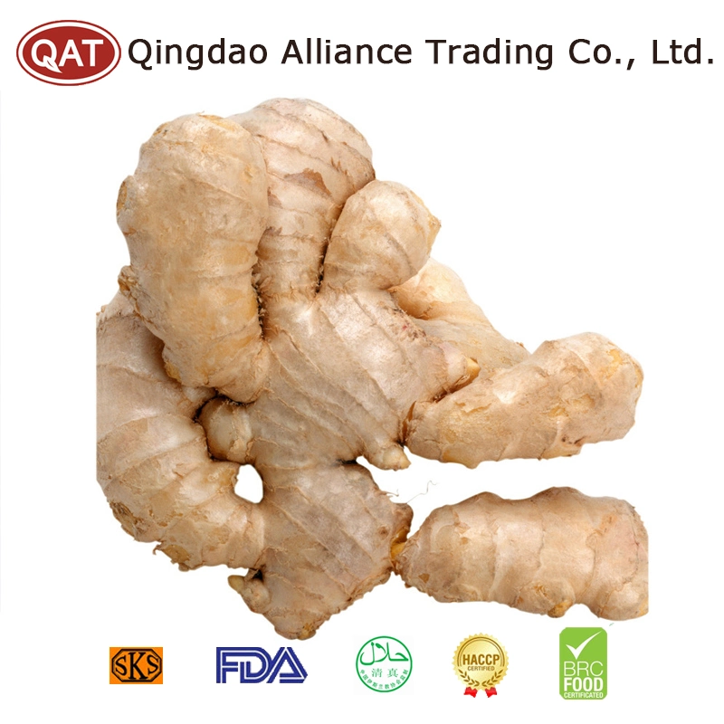 2021 Chinese Fresh Ginger Fat Yellow Ginger Size 150g/250g/350g with Top Quality