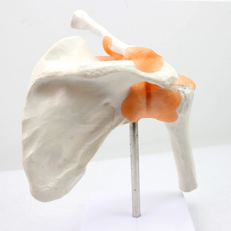 Hot Sale High Quality Human Teaching Model Hip Joint